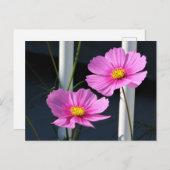 Pink Cosmos Postkarte (Vorne/Hinten)