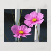 Pink Cosmos Postkarte (Vorderseite)