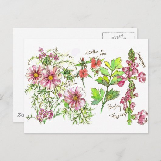 Pink Cosmos Snapdragon Blume Sketch Postkarte (Vorne/Hinten)