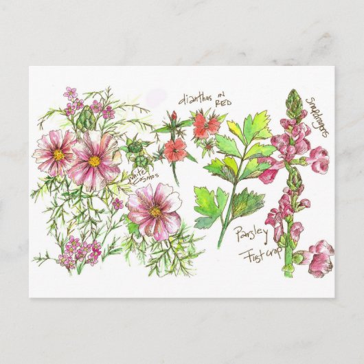 Pink Cosmos Snapdragon Blume Sketch Postkarte (Vorderseite)
