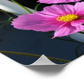 Pink Cosmos Through the Porch Railing Poster (Ecke)