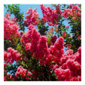 Pink Crape Myrtle Tree Blume Fotografie Poster (Vorderseite)