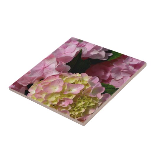 Pink Cream Hydrangeas gelb rosa grüne Blüte Fliese (Seite)