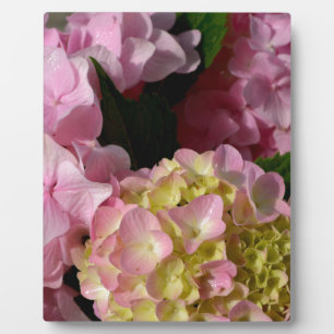 Pink Cream Hydrangeas gelb rosa grüne Blüte Fotoplatte