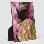 Pink Cream Hydrangeas gelb rosa grüne Blüte Fotoplatte (Seite)