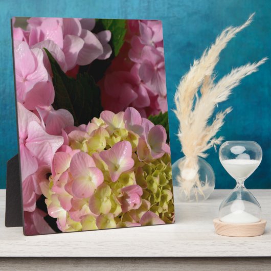 Pink Cream Hydrangeas gelb rosa grüne Blüte Fotoplatte (Seite)