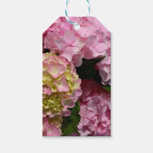Pink Cream Hydrangeas gelb rosa grüne Blüte Geschenkanhänger (Vorderseite)