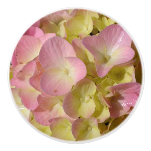 Pink Cream Hydrangeas gelb rosa grüne Blüte Keramikknauf (Vorderseite)