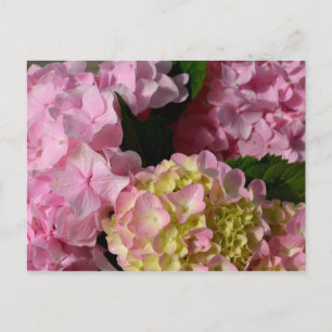 Pink Cream Hydrangeas gelb rosa grüne Blüte Postkarte