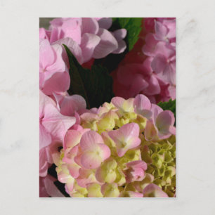 Pink Cream Hydrangeas gelb rosa grüne Blüte Postkarte