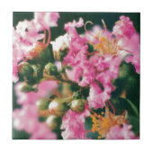 Pink Crepe Myrtle Fliese (Vorderseite)