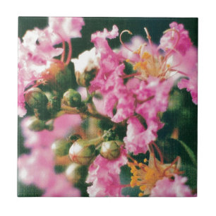 Pink Crepe Myrtle Fliese