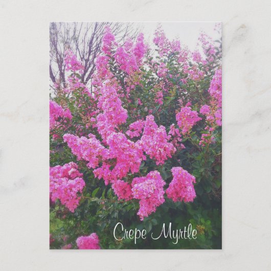 Pink Crepe Myrtle Nature Art Foto mit Text Postkarte (Vorderseite)