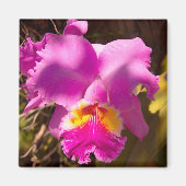 Pink Crimson Cattleya Orchid Magnet (Vorne)