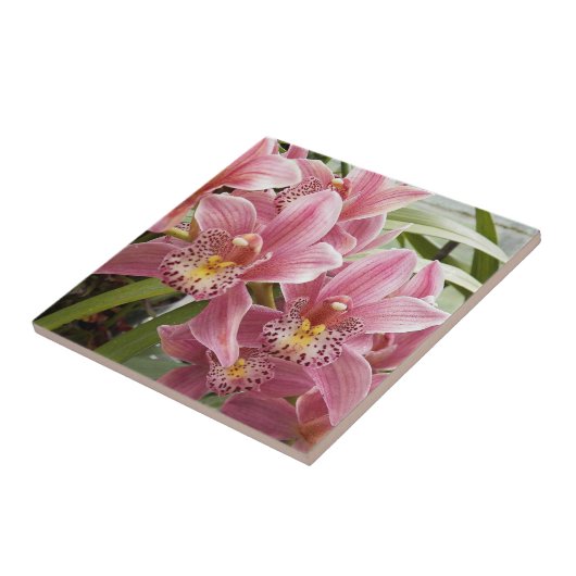 Pink Cymbidium Orchids Floral Fliese (Seite)