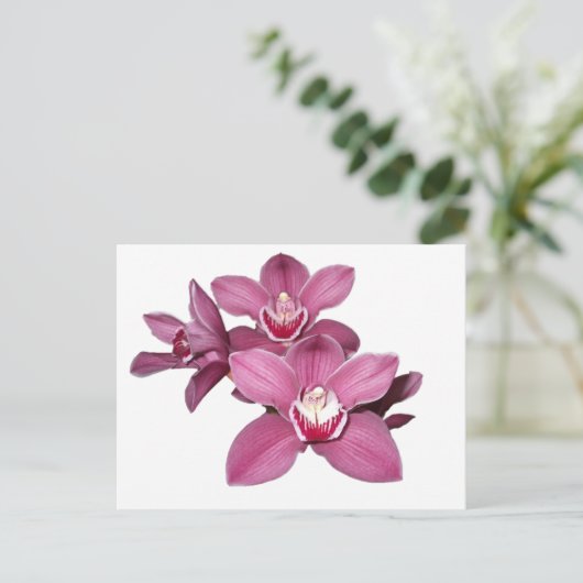 Pink Cymbidium Orchio Postkarte (Stehend Vorderseite)