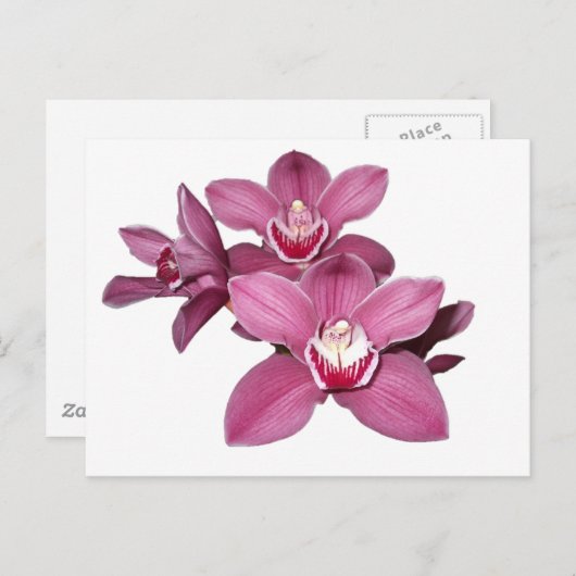 Pink Cymbidium Orchio Postkarte (Vorne/Hinten)