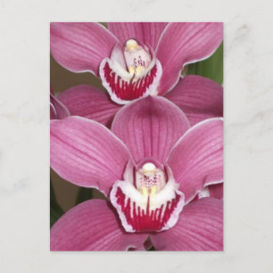 Pink Cymbidium Orchio Postkarte