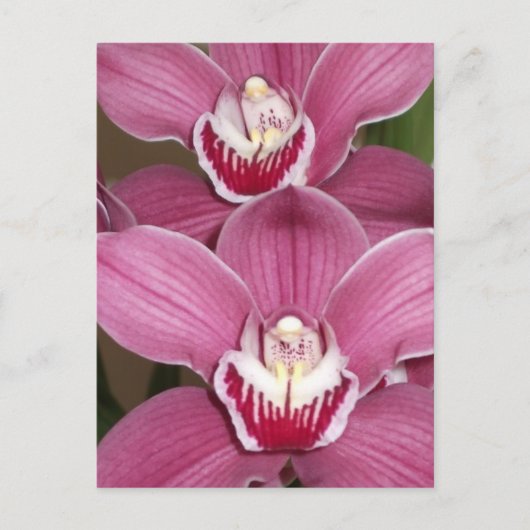 Pink Cymbidium Orchio Postkarte (Vorderseite)