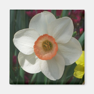 Pink Daffodin Frühlingszeit Blume Magnet