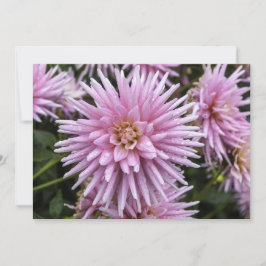 Pink Dahla - Flachgrüßkarte Karte
