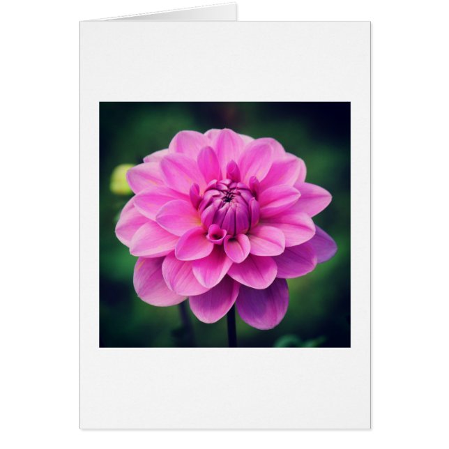 Pink Dahlia (Vorne)