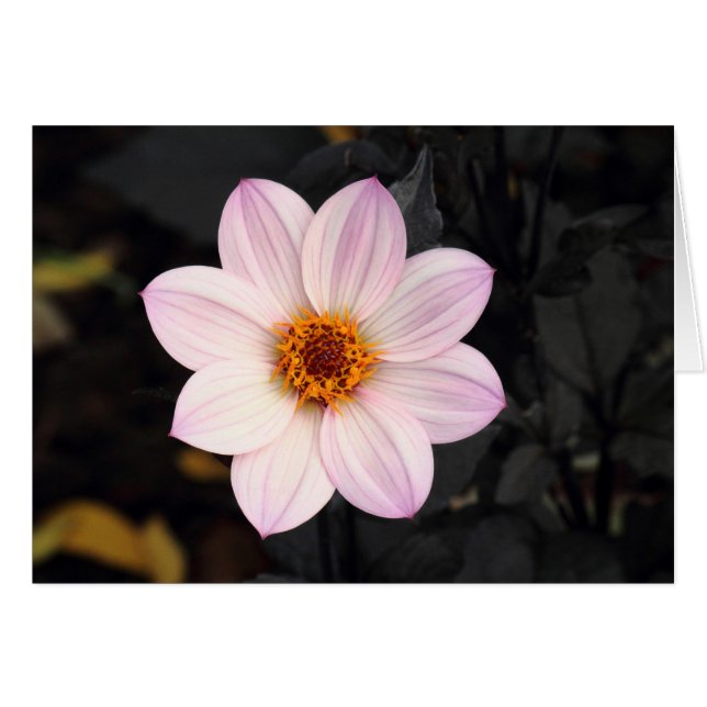 Pink Dahlia (Vorderseite (Horizontal))