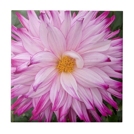 Pink Dahlia Bloom Floral Fliese (Vorderseite)