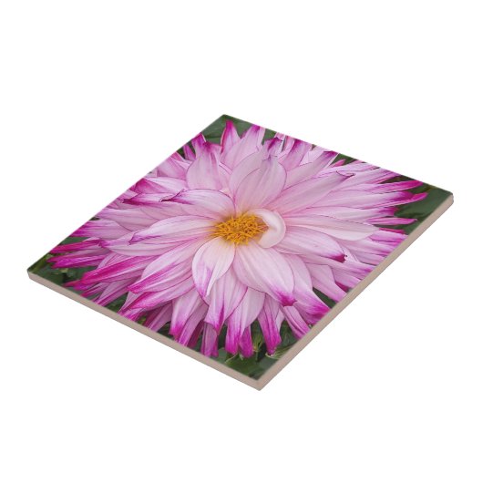 Pink Dahlia Bloom Floral Fliese (Seite)