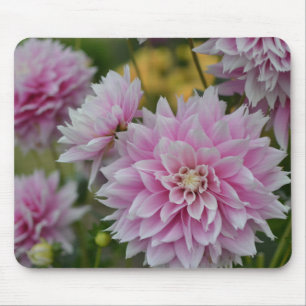 Pink Dahlia Blume im RHS Garden Wisley Mousepad