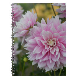 Pink Dahlia Blume im RHS Garden Wisley Notizblock