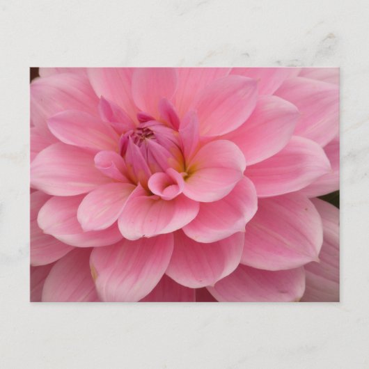 Pink Dahlia Blume Postkarte (Vorderseite)