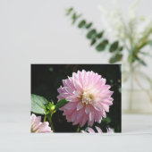 Pink Dahlia Blume Postkarten Sommer Flora (Stehend Vorderseite)