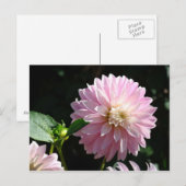 Pink Dahlia Blume Postkarten Sommer Flora (Vorne/Hinten)
