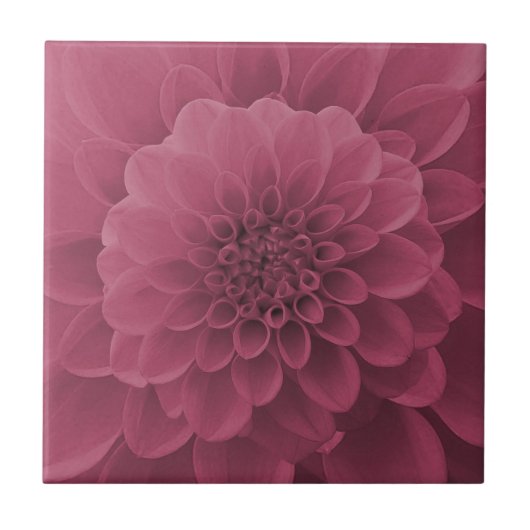 Pink Dahlia Fliese (Vorderseite)