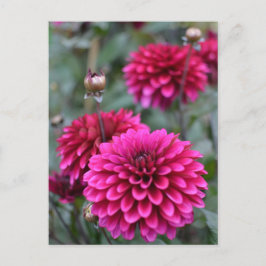 Pink Dahlia Floral Foto Postkarte