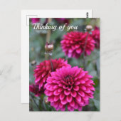 Pink Dahlia Floral Fotografie Postkarte (Vorne/Hinten)