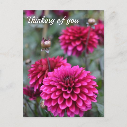 Pink Dahlia Floral Fotografie Postkarte (Vorderseite)