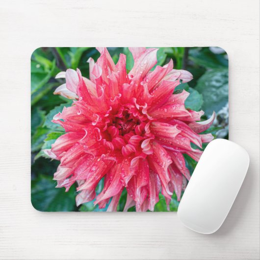 Pink Dahlia Fotografie, kanadische Blume Mousepad (Mit Mouse)