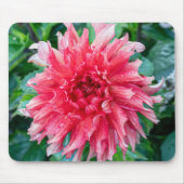 Pink Dahlia Fotografie, kanadische Blume Mousepad (Vorne)
