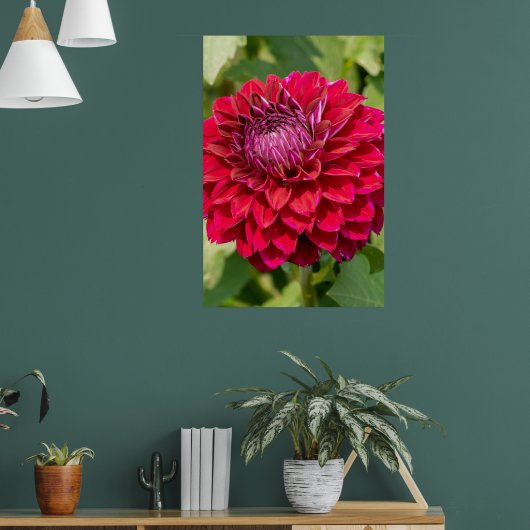 Pink Dahlia Fotografie, kanadische Blume Poster (Wohnzimmer 1)