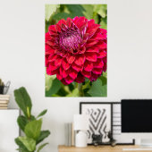 Pink Dahlia Fotografie, kanadische Blume Poster (Heimbüro)