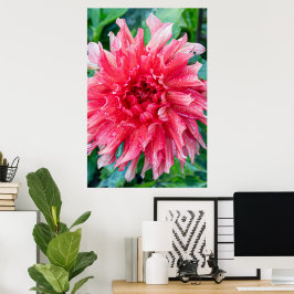 Pink Dahlia Fotografie, kanadische Schönheit Poster