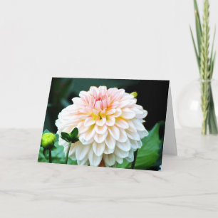 Pink Dahlia Grußkarte Karte