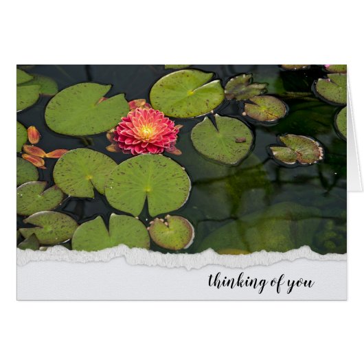 Pink Dahlia in Lily Pads (Vorderseite (Horizontal))