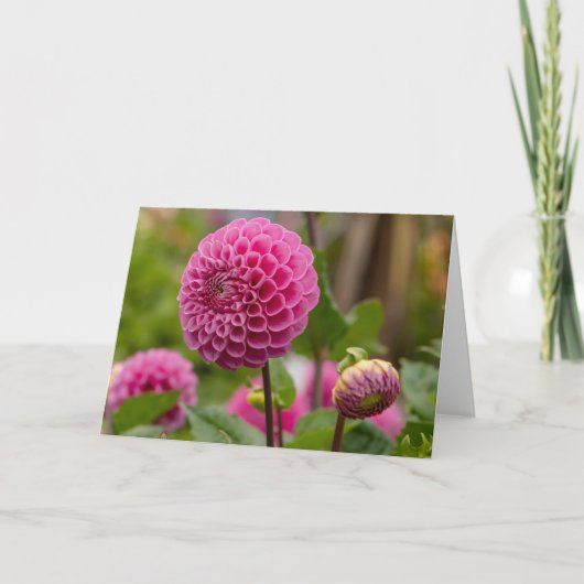 Pink Dahlia Karte (Vorderseite)