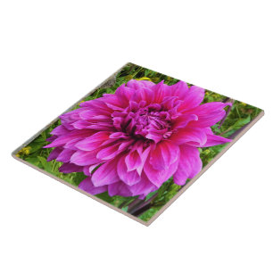 Pink Dahlia Keramik Tile Fliese
