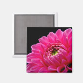 Pink Dahlia Magnet (Vorderseite/Rückseite)