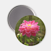 Pink Dahlia-Magnet Magnet (Vorderseite/Rückseite)