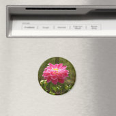 Pink Dahlia-Magnet Magnet (In Situ (Geschirrspüler))